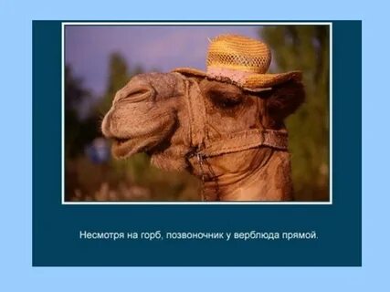 Интересное про животных смешное