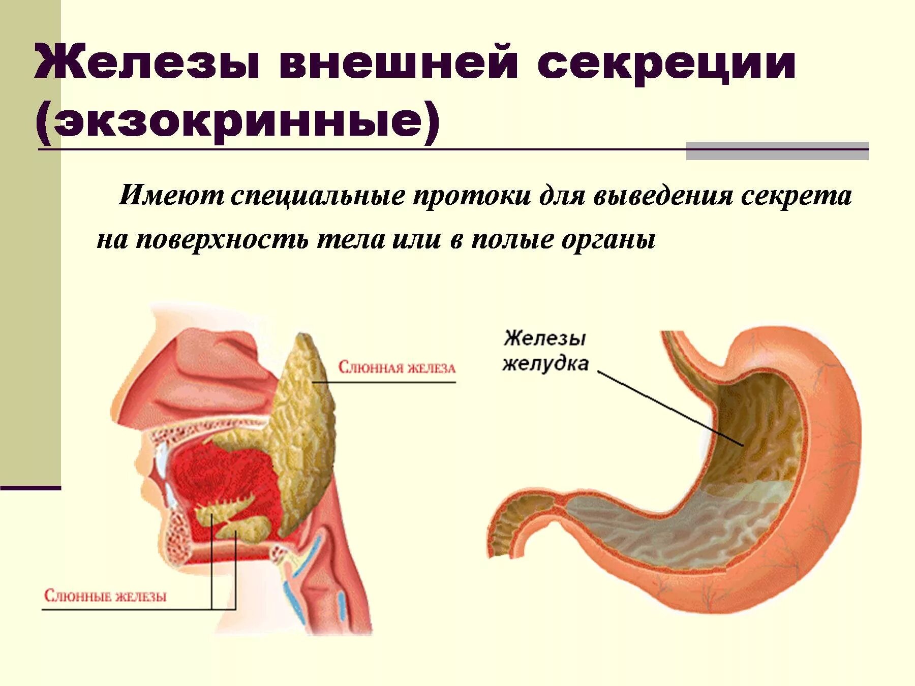 Типы желез внешней секреции. Железы внутренней секреции экзокринных. Экзокринные железы это железы внешней секреции. Схема железы внешней секреции. Чем характеризуются железы внешней секреции