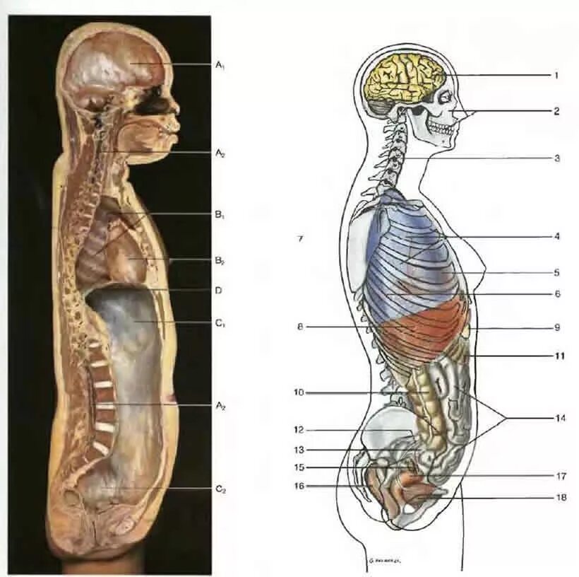 Органы человека расположение с надписями. Строение человека внутренние органы сбоку. Строение женского тела сбоку. Расположение органов у человека сбоку. Расположение внутренних органов человека в разрезе.