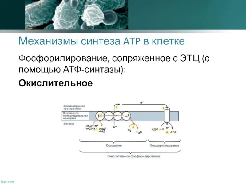 Ведущий механизм синтеза атф. Окислительное фосфорилирование ЭТЦ. Схема окислительного фосфорилирования у бактерий. Механизм окисление фосфорилирование. Строение АТФ синтазы окислительное фосфорилирование.