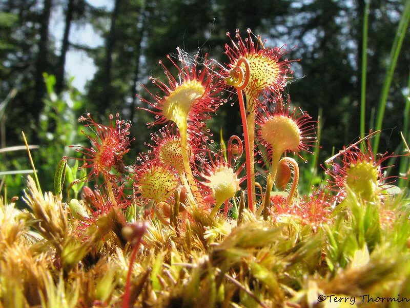 Росянка ладанникоцветная. Стыдливая мимоза акация. Одноименное растение. Росянка растение. Росянка андромеда.