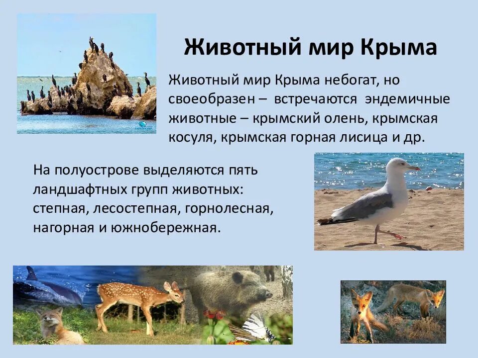 Легенды крыма о животных. Характеристика животных крыма. Животные крыма сообщение. Животные крыма. Животные крым мир.
