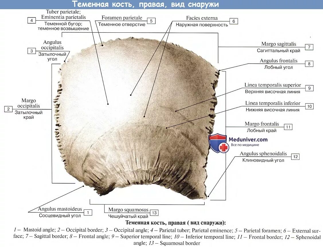 Теменная кость отдел. Кости черепа теменная кость снаружи. Теменная кость анатомия. Теменная кость черепа анатомия человека анатомия. Теменная кость анатомия на латинском и русском.