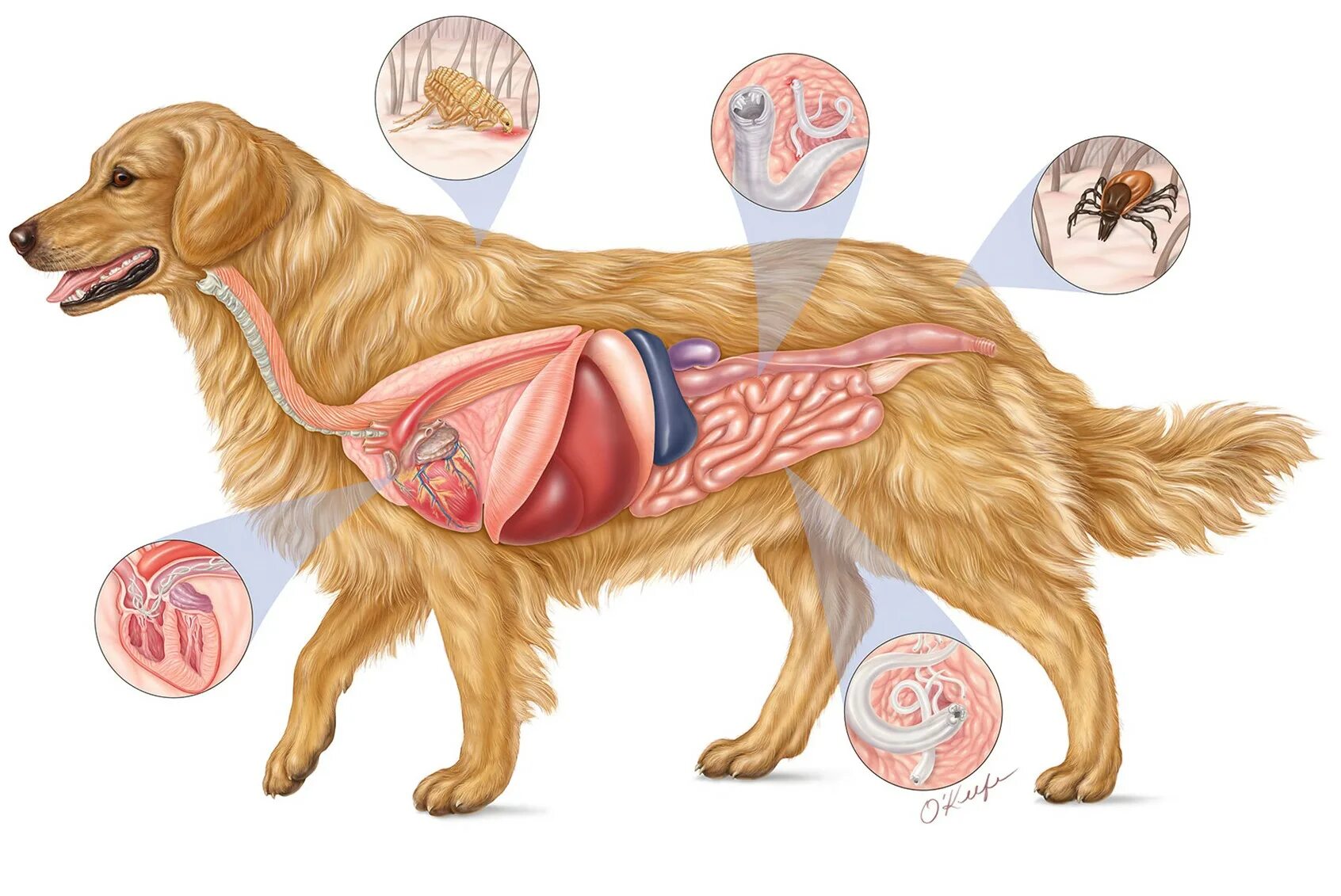 Внутренние паразиты у собак. Строение внутренних паразитов