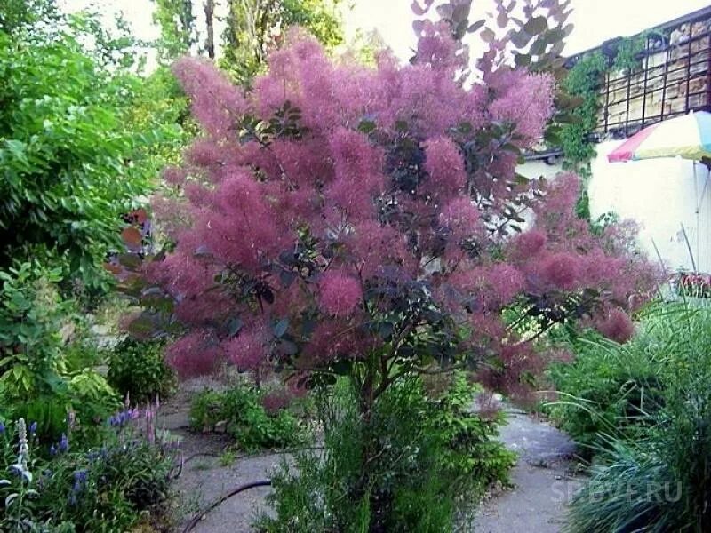 Скумпия кожевенная кустарник. Скумпия кожевенная royal purple. Скумпия кожевенная cotinus coggygria. Семена скумпии кожевенной. Скумпия кожевенная рубрифолиус.