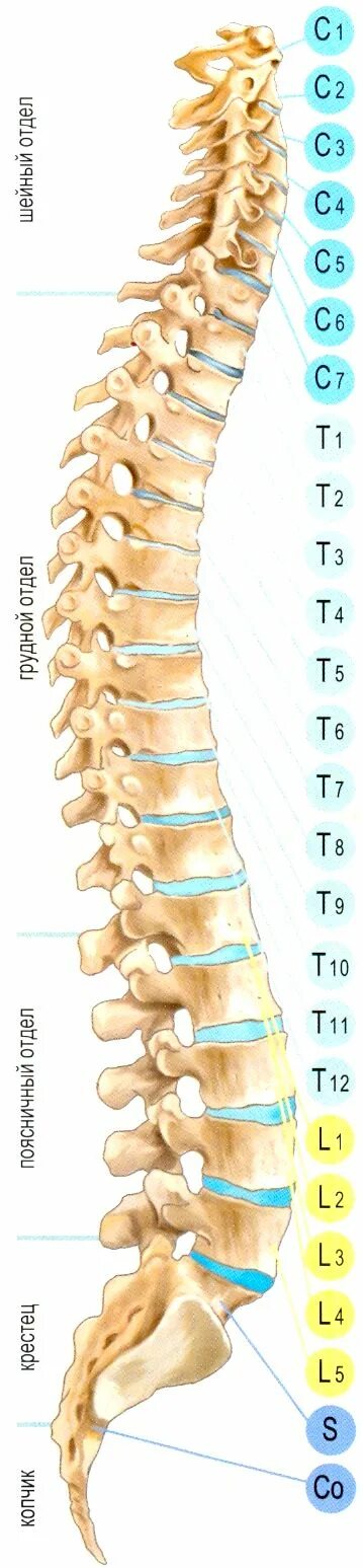 3 4 5 межпозвоночного диска. Th12 l1 l2 позвонков. Th7 th12 позвонка. Th1 th2 позвоночника. Сегменты th10-l1 грудного отдела позвоночника.