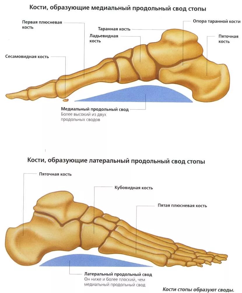 Свод пятки. Строение сводов стопы. Таранная кость стопы анатомия. Кости свода стопы анатомия. Строение поперечного свода стопы.