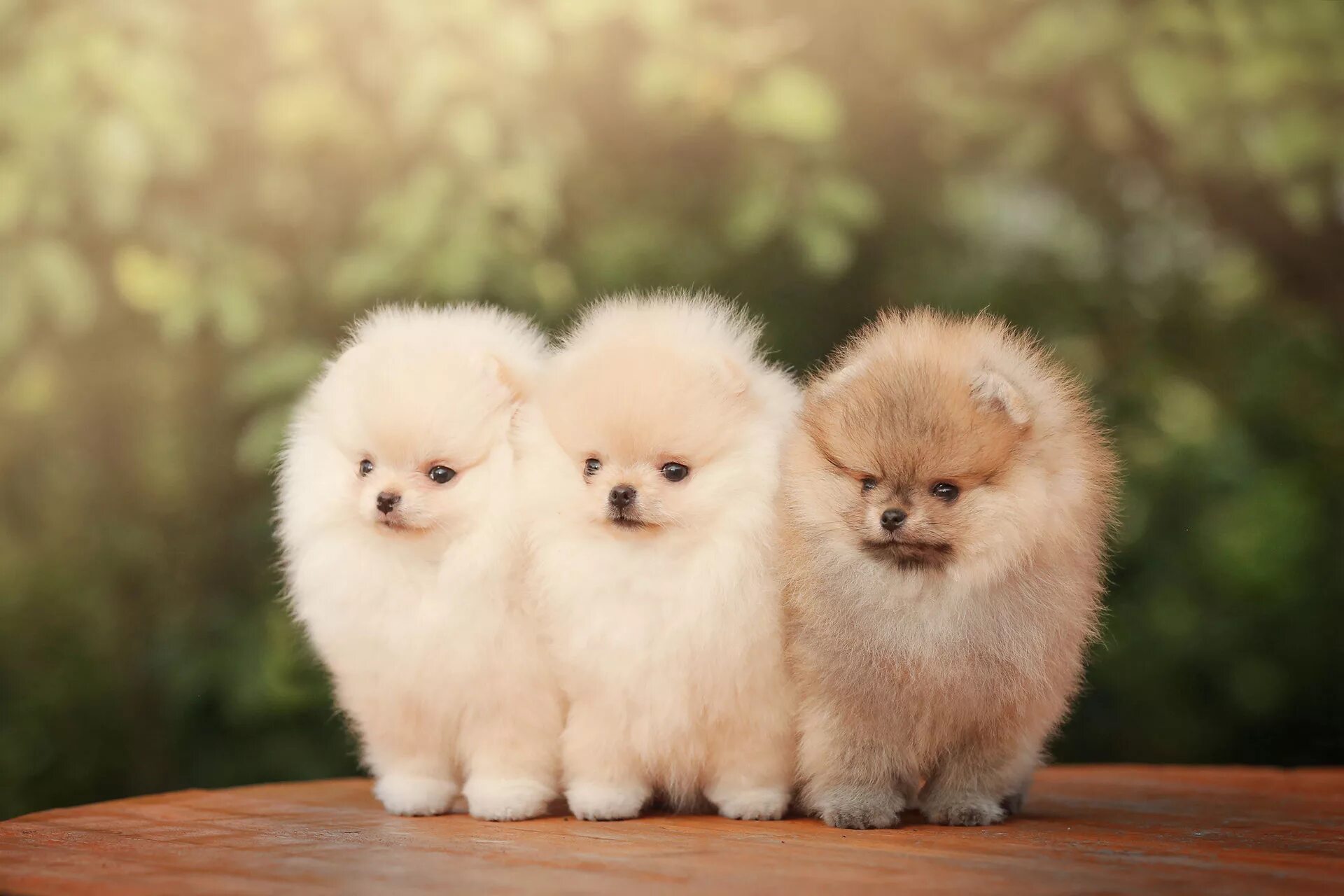Flovers Pom Luchiano Vinchentso → Померанский шпиц
