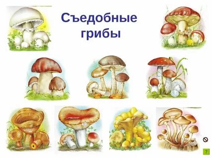 Грибы занятие в средней группе окружающий мир