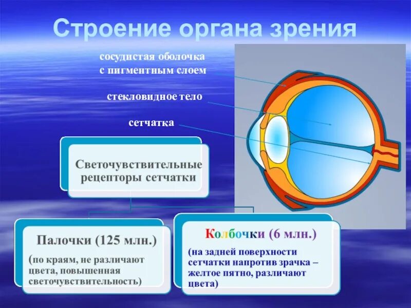 Строение органа зрения. Строение он ана зрения. Структура органа зрения. Орган зрения анатомия.