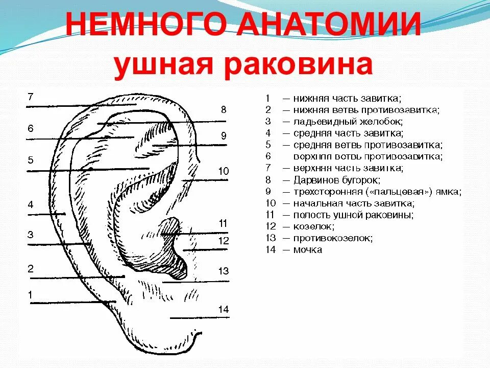 Что такое ушная раковина. Строение ушной раковины анатомия. Строение ушной раковины снаружи. Ухо схема строения ушной раковины. Строение ушной раковины анатомия рисунок.