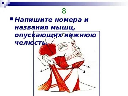 Мышцы приводящие нижнюю челюсть
