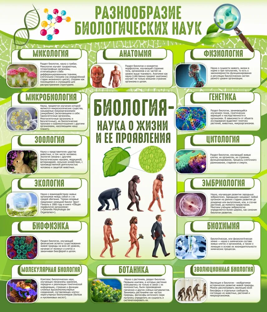 Информация про биологию. Плакаты для кабинета биологии. Стенды для кабинета биологии. Баннер в кабинет биологии. Стенд по биологии в школе.