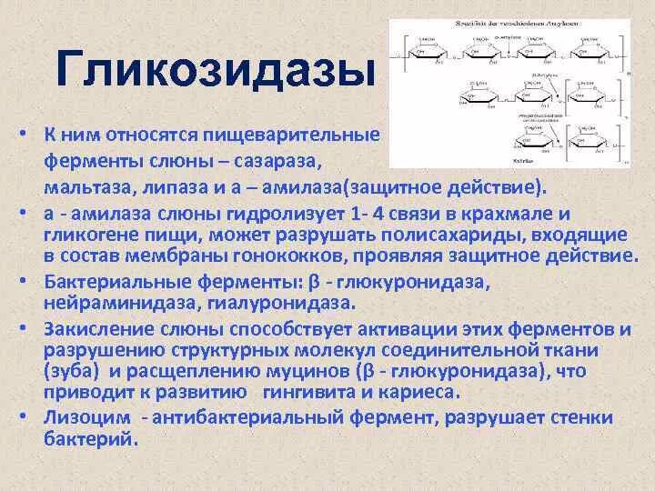 Список ферментов которые содержатся в слюне