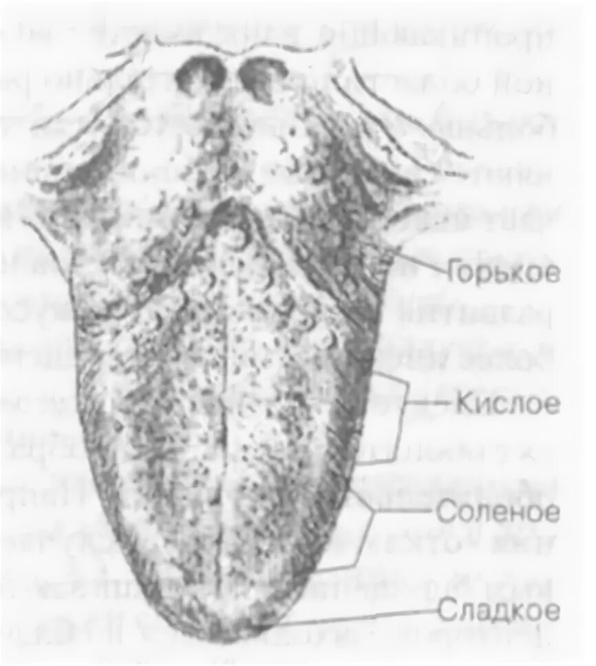 На кончике языка расположены рецепторы чувствительные к. Вкусовые рецепторы на языке. Расположение вкусовых рецепторов на языке. Верхушка языка анатомия.