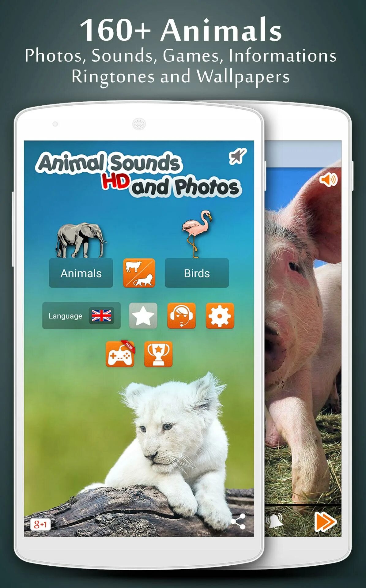 Animals программа