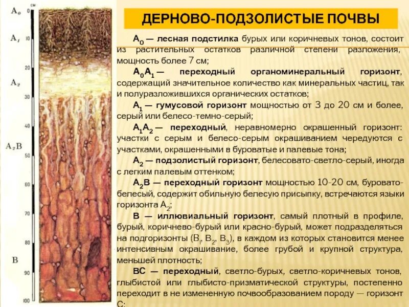Хозяйственное использование подзолистых почв. Дерново-подзолистые почвы характеристика. дерново-подзолистые почвы гумусовый горизонт. профиль почвы дерново подзолистая почва. почвенные горизонты подзолистых почв.