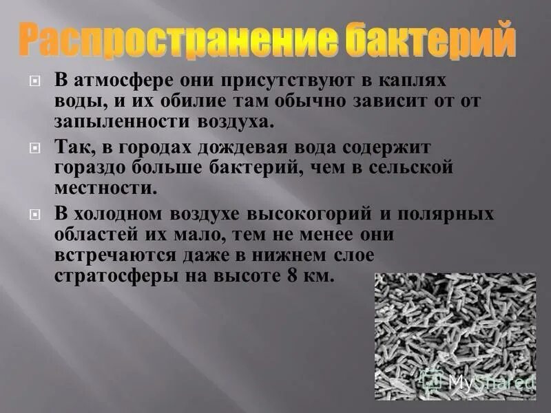 Биологи проводили исследование бактерий каждый час каждая. Биологи проводили исследование бактерий каждый час каждая