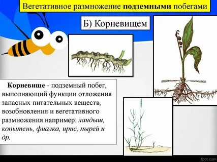 Выполняет функцию размножения