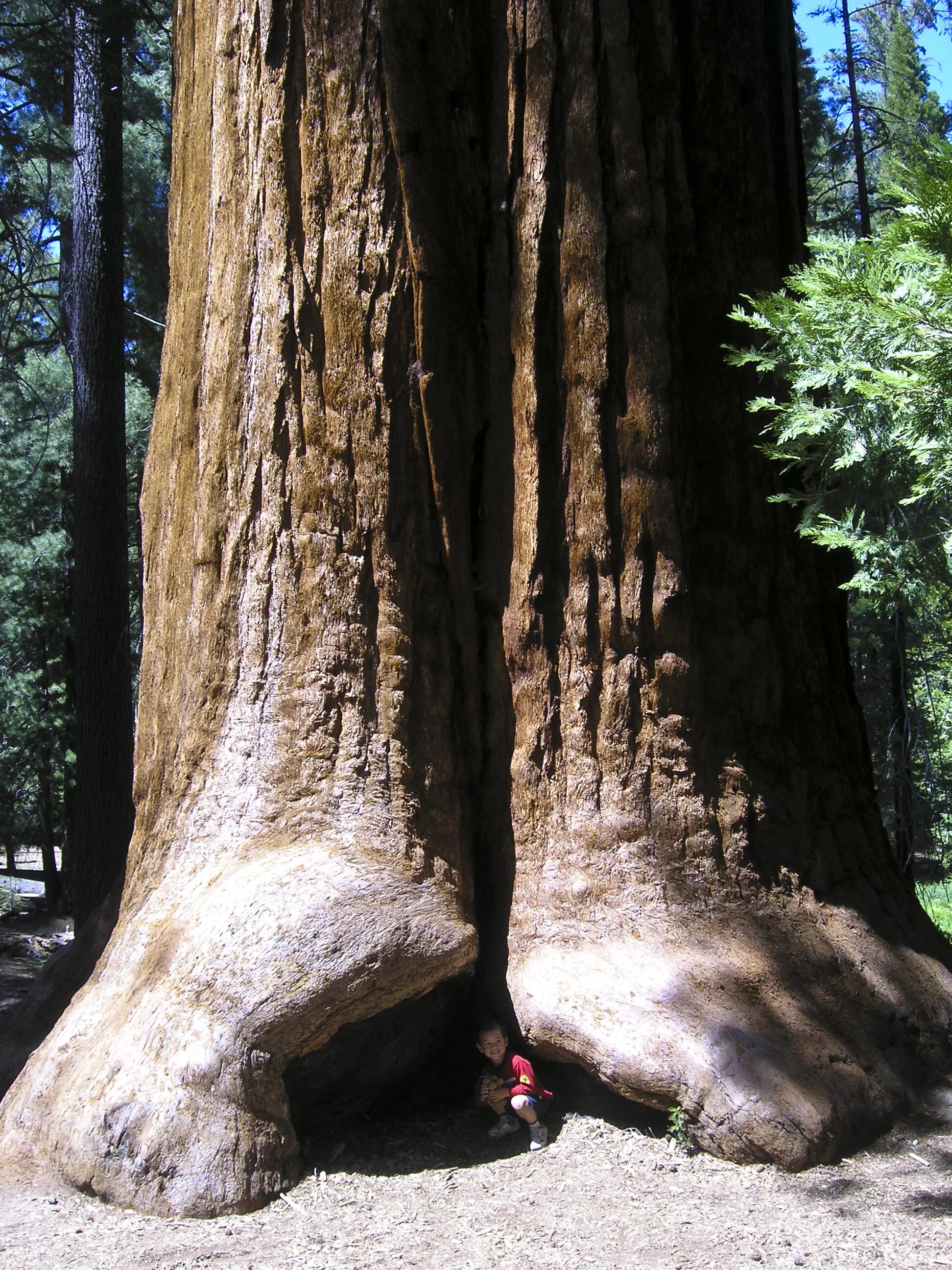 Огромные стволы деревьев. Sequoiadendron giganteum. Секвойя Воронцовский парк. Секвойя дерево. Гигантская Секвойя.