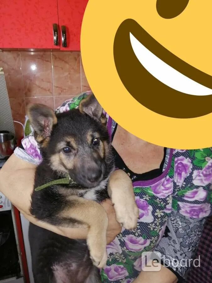 Подарок волонтеру собак. Не чистокровный спаниель. Булли покет собака американский. Не чистокровный спаниель. Карликовый американский булли.