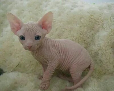 Котята сфинкса в месяц
