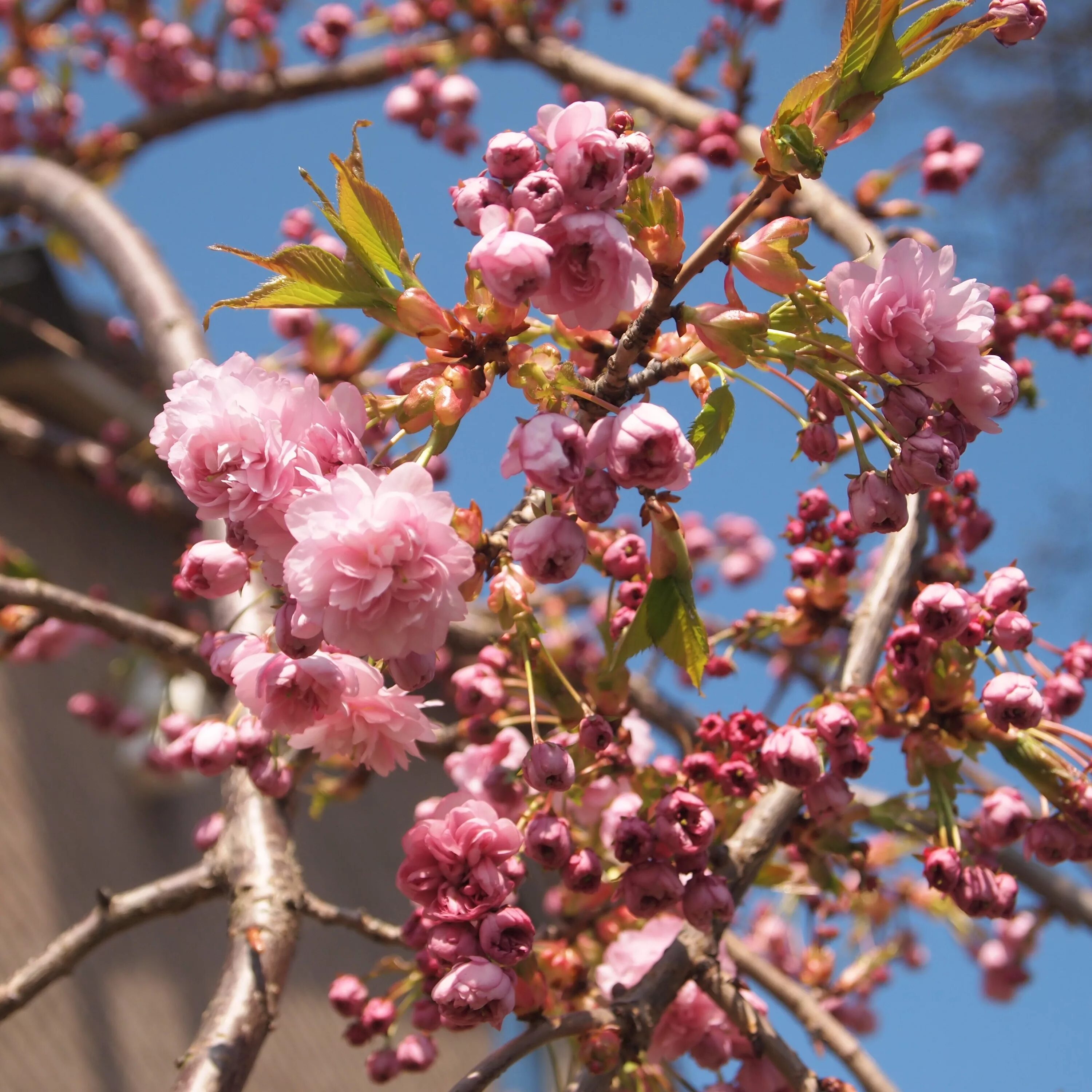 Цвет фруктовых деревьев. Прунус блоссом розовый. prunus цветение. прунус ветки. прунус ветки вишни.