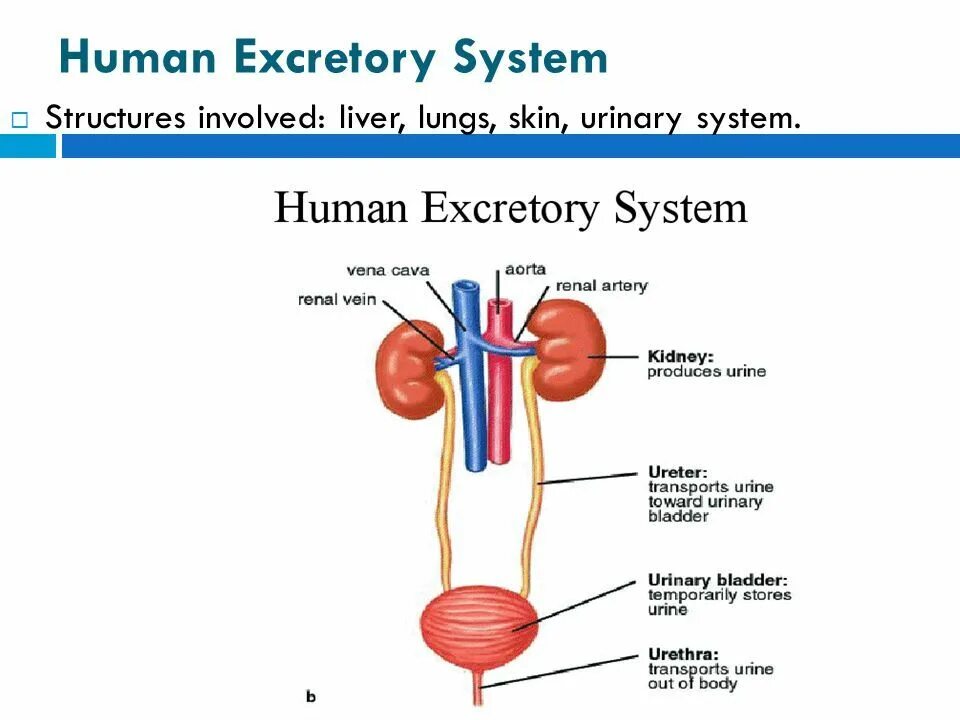 Urinary system. Human Excretory System. Excretory System functions. Excretion System in Human.