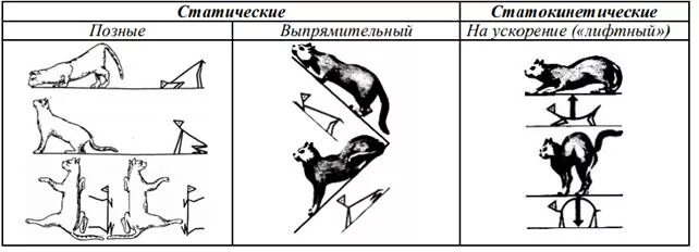 Вестибулярные рефлексы статические и статокинетические. Статокинетические рефлексы физиология. Тонические рефлексы ствола мозга статические и статокинетические. Выпрямительный статический и статокинетические рефлексы.