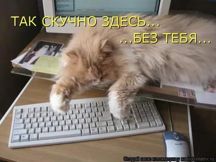 Скучно без счастья и воли