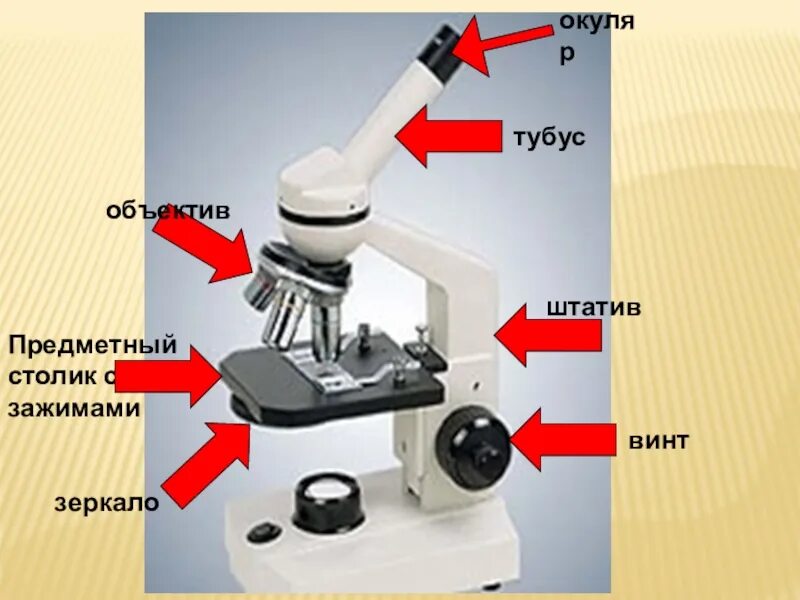 Какая функция тубуса в микроскопе. Предметный столик микроскопа. Окуляр микроскопа. Объектив микроскопа тубус микроскопа. Окуляр и объектив микроскопа.