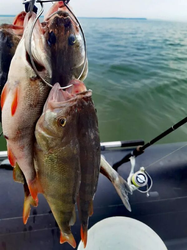 паром судак. расписание судов ялта.