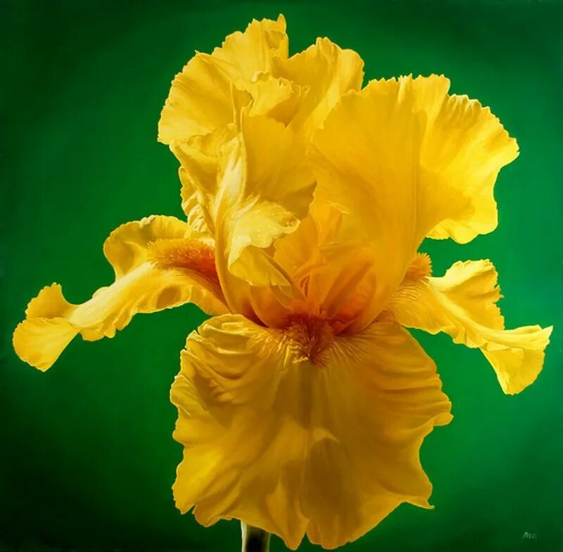 ирис касатик желтый. ирис йеллоу. ирис охристо-желтый. ирис желтый цветок. ирис желтый цветок.