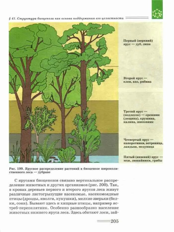 Структура биоценоза ярусность. Ярусное строение лесного биоценоза. Ярусность Дубравы. Ярусность Лесной экосистемы.