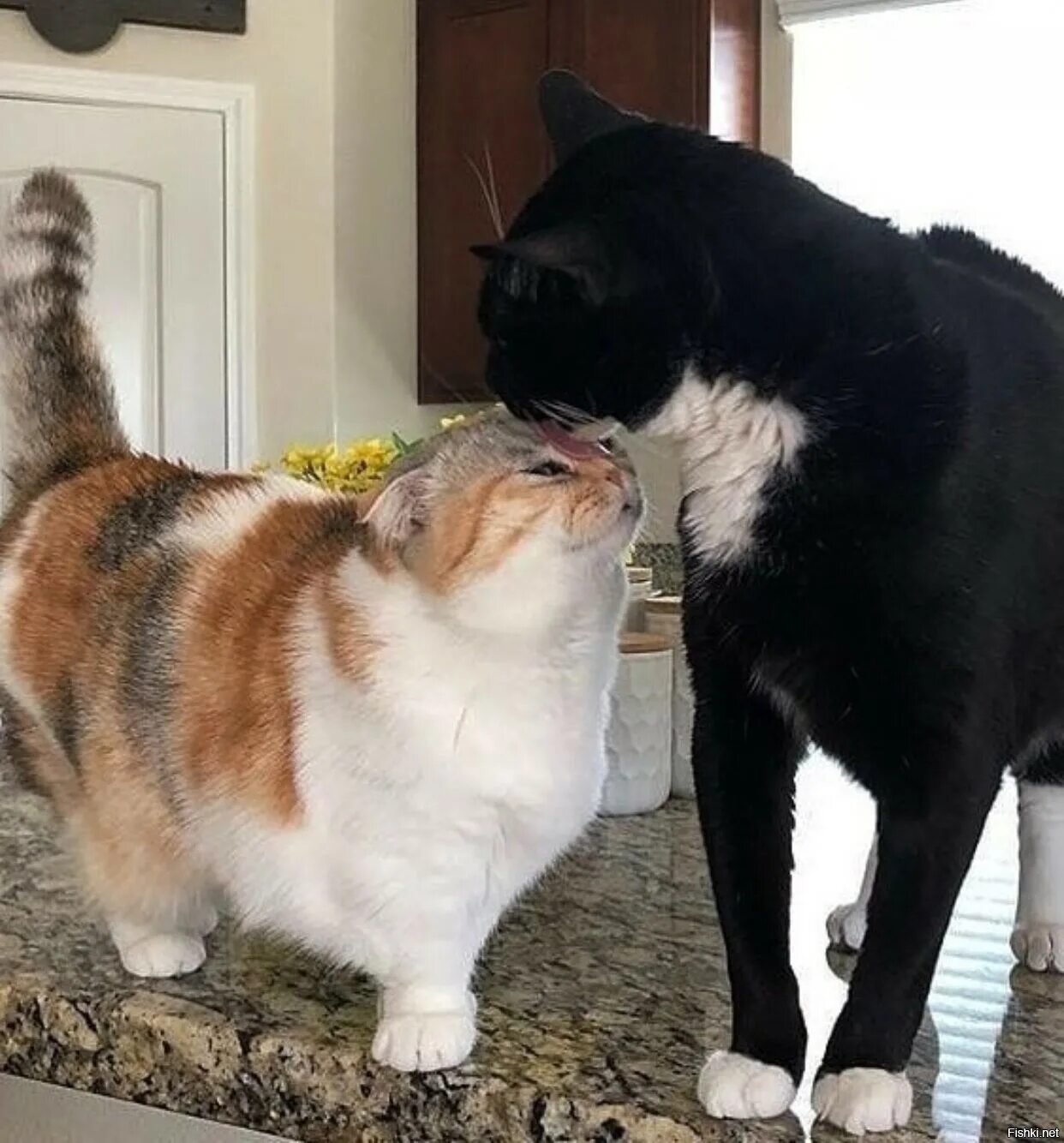 Комплимент кошке. Комплимент кошке. Плэйбой для котов. Комплимент кошке. Комплимент коту.