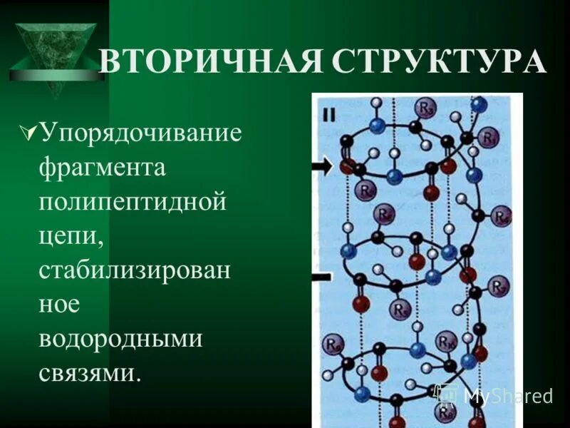 Вторичная структура белка поддерживается водородными связями. Вторичная структура белка поддерживается водородными связями