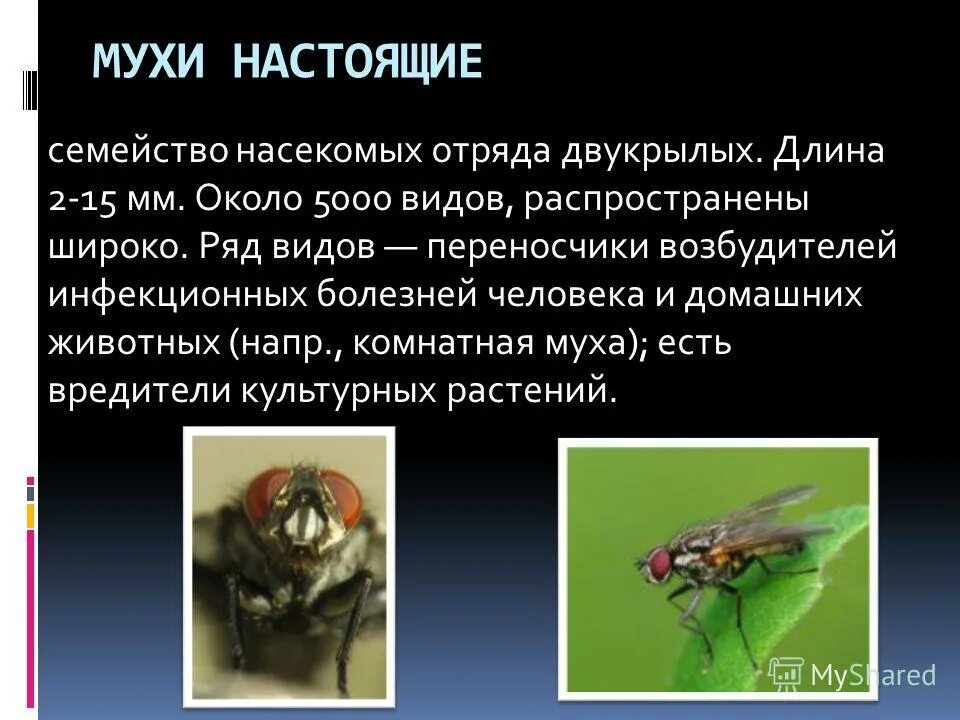 Семейство мухи. Двукрылые комнатная Муха. Характеристика мухи. Муха отряд насекомых.