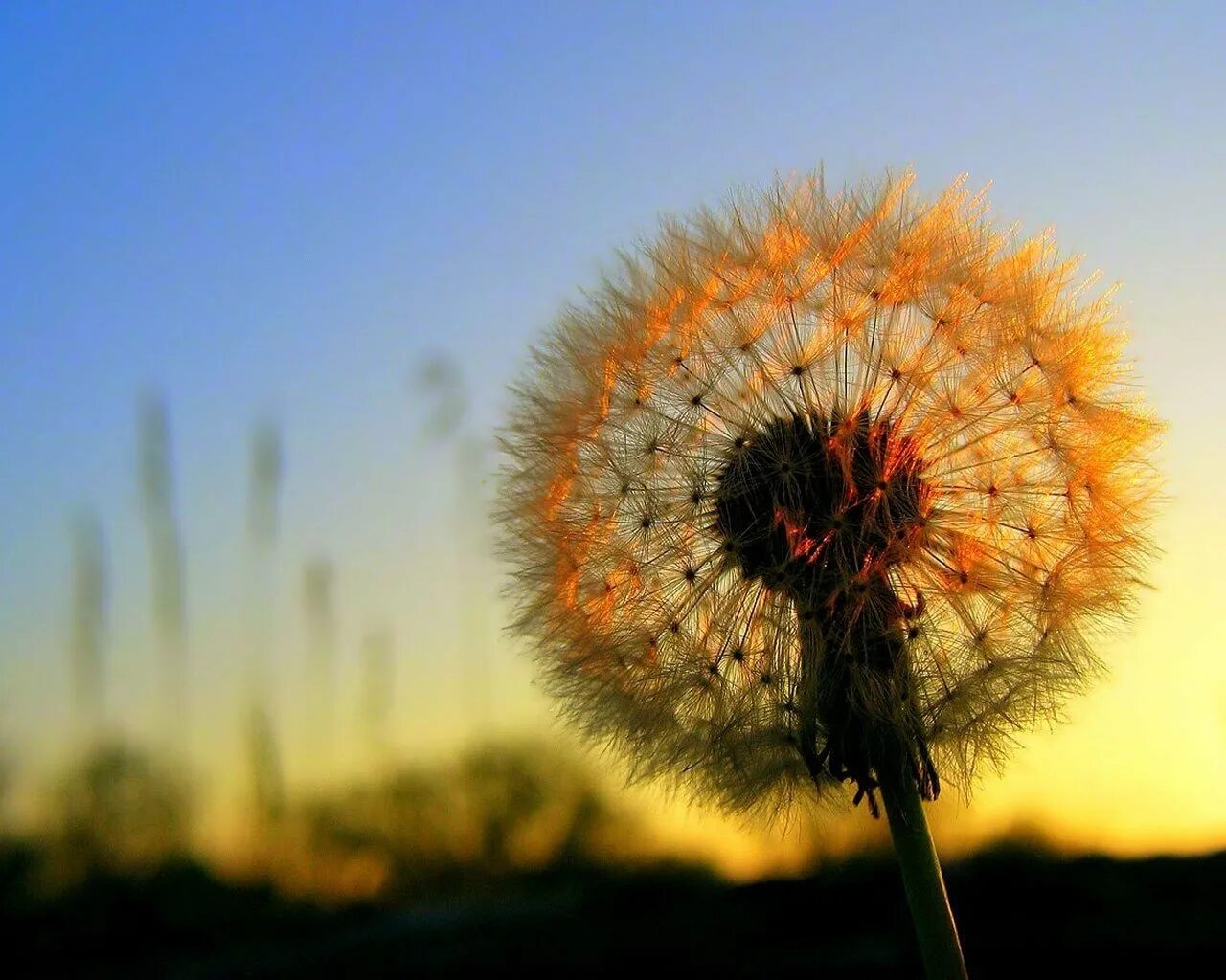 Звуки конец лета. Тянь-Шанский одуванчик. Одуванчик цветок. Красивые одуванчики. Солнечный цветок.