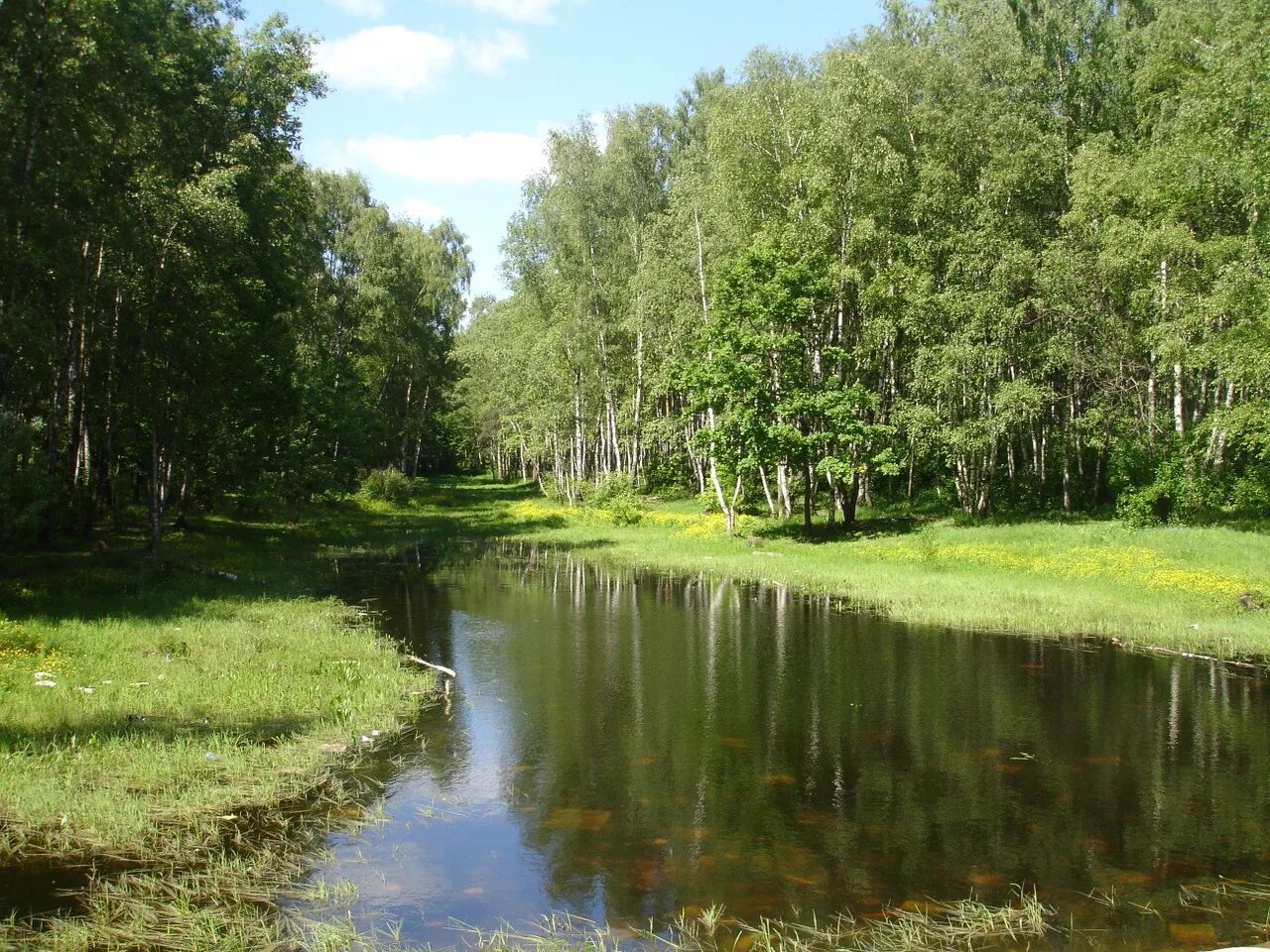 Алешкинский лес
