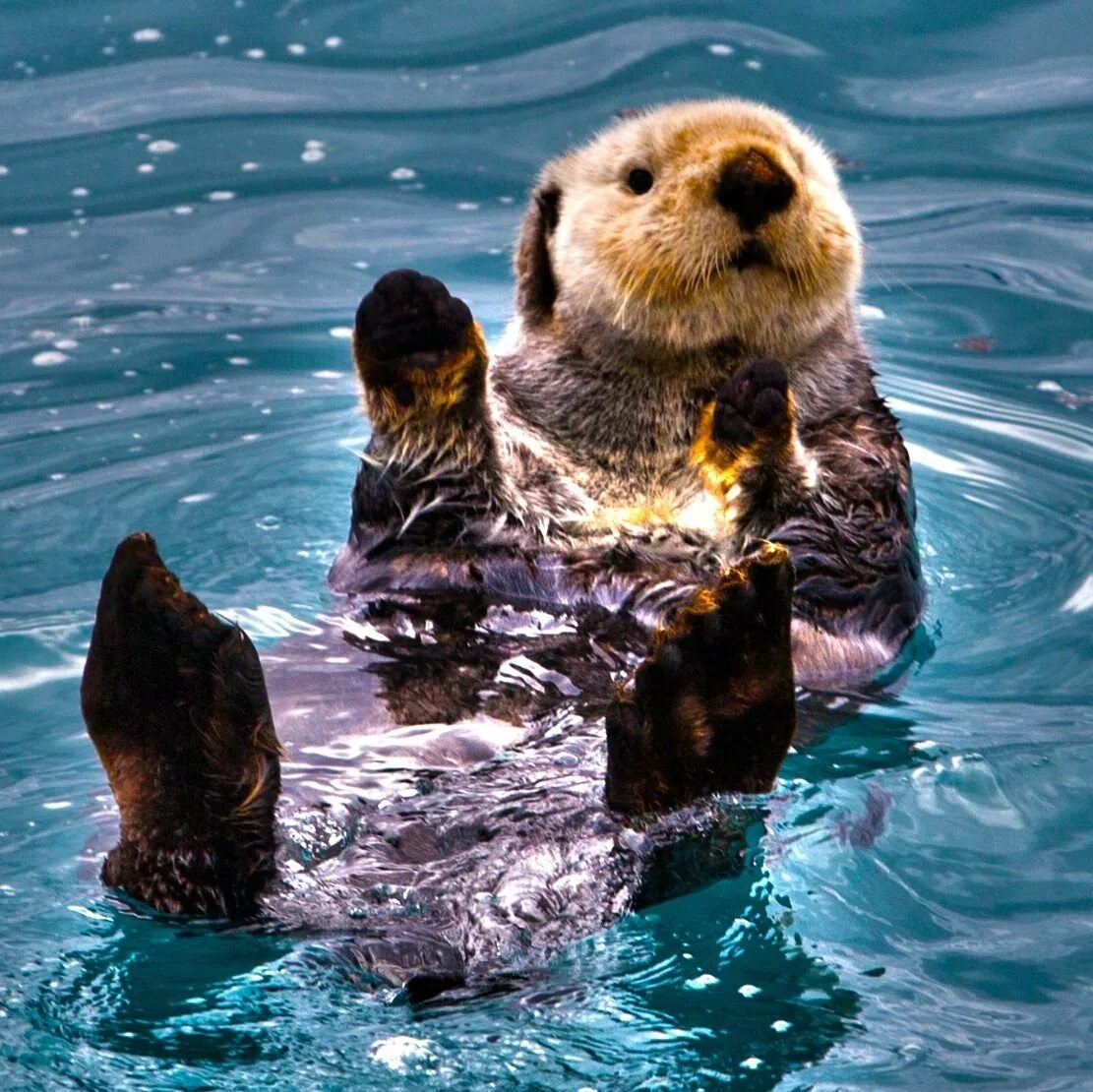 Калан, или морская выдра. Морской бобр калан. Морской бобр калан. Морская выдра калан. Морской бобр калан.