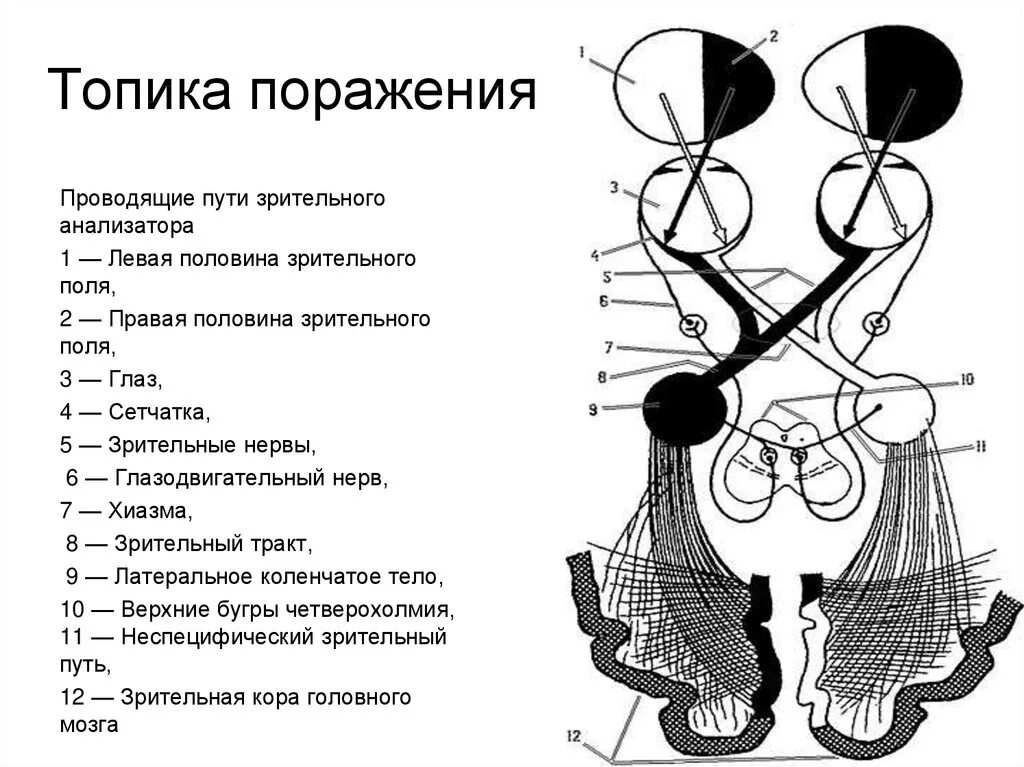 Зрительный нерв путь схема неврология. Проводящие пути зрительного анализатора. Проводящие пути зрительного анализатора схема. Схема проводящих путей зрительного анализатора. Два зрительных нерва