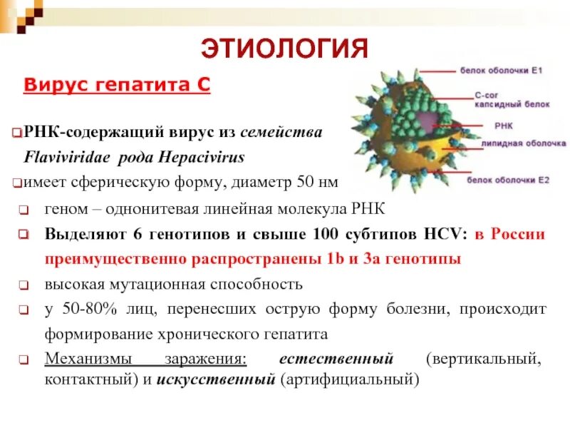 РНК содержащие вирусы гепатита. Вирус гепатита в. РНК вируса гепатита с. Строение вируса гепатита в. Гепатит с генотип 1b