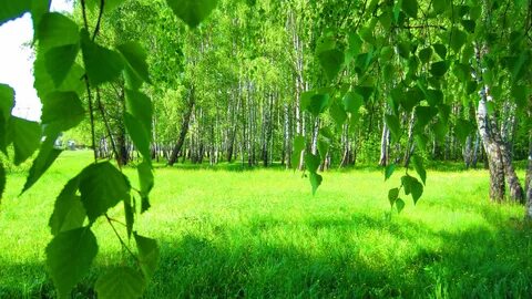 Береза еще робеет зеленеть не доверяя