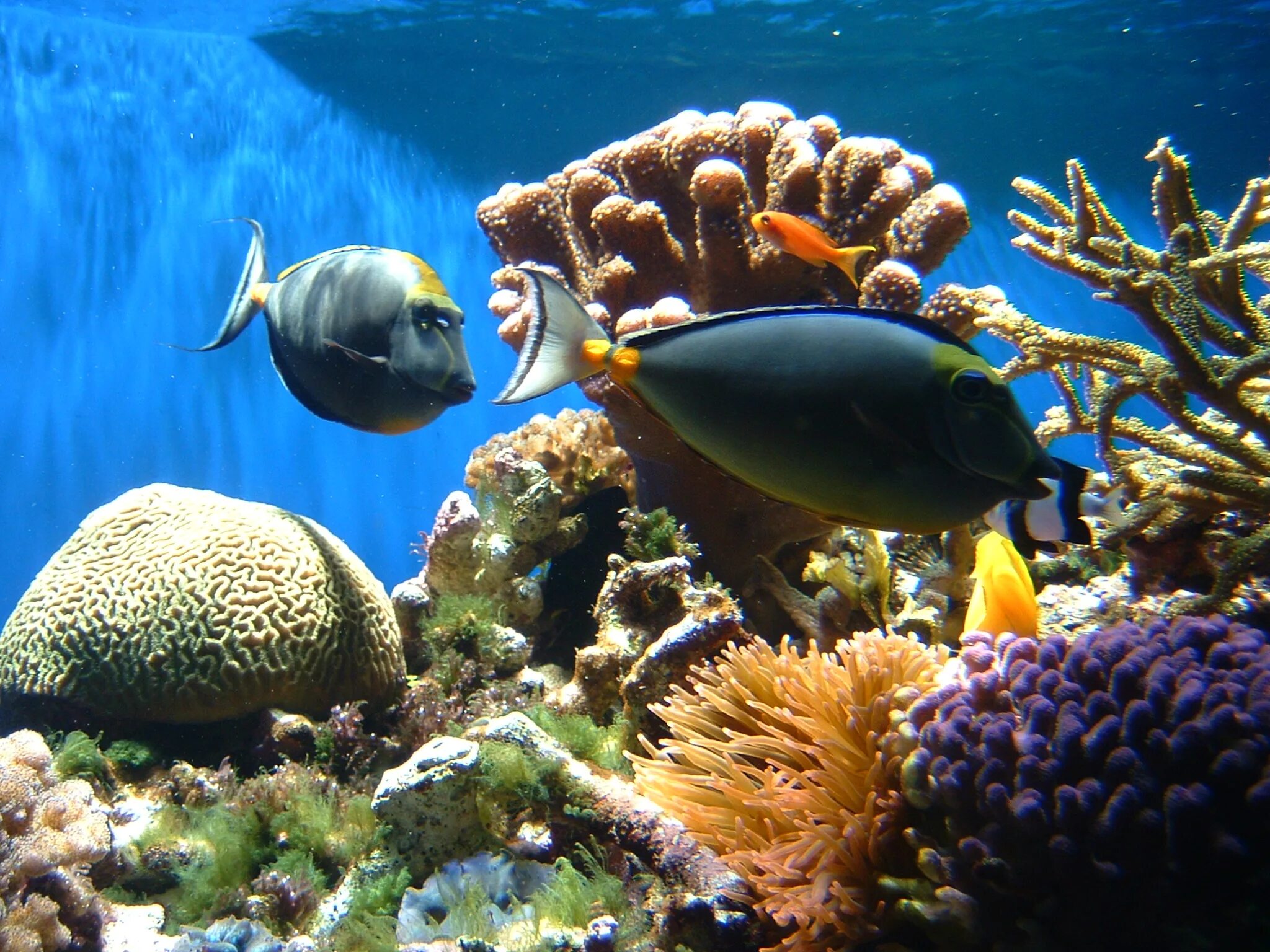 Водная среда обитатели растения. Рыбки риф Марса Алам. Марса Алам подводный мир. Марса-Алам Египет рыбки. Шарм-Эль-Шейх подводный мир.
