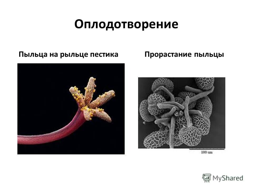 Опыление двойное оплодотворение 6 класс презентация