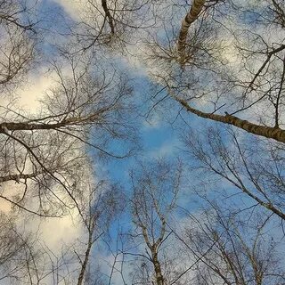 Весновей