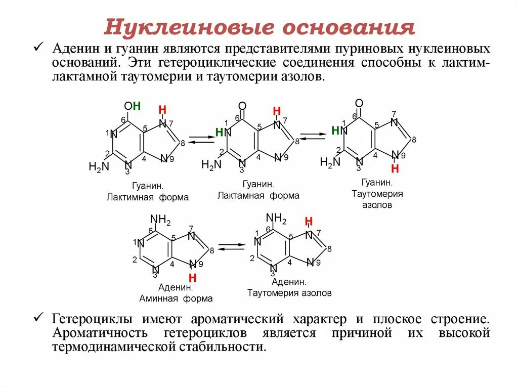 Аденин лактим лактамная таутомерия. Строение нуклеиновых оснований пуриновых. Строение пуриновых нуклеотидов. Лактамная форма нуклеиновых оснований.