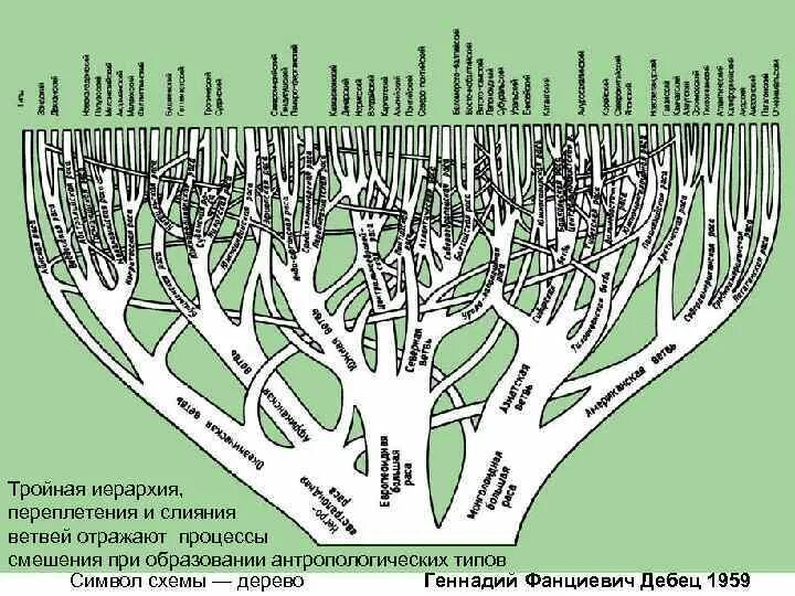 Древа юнеско