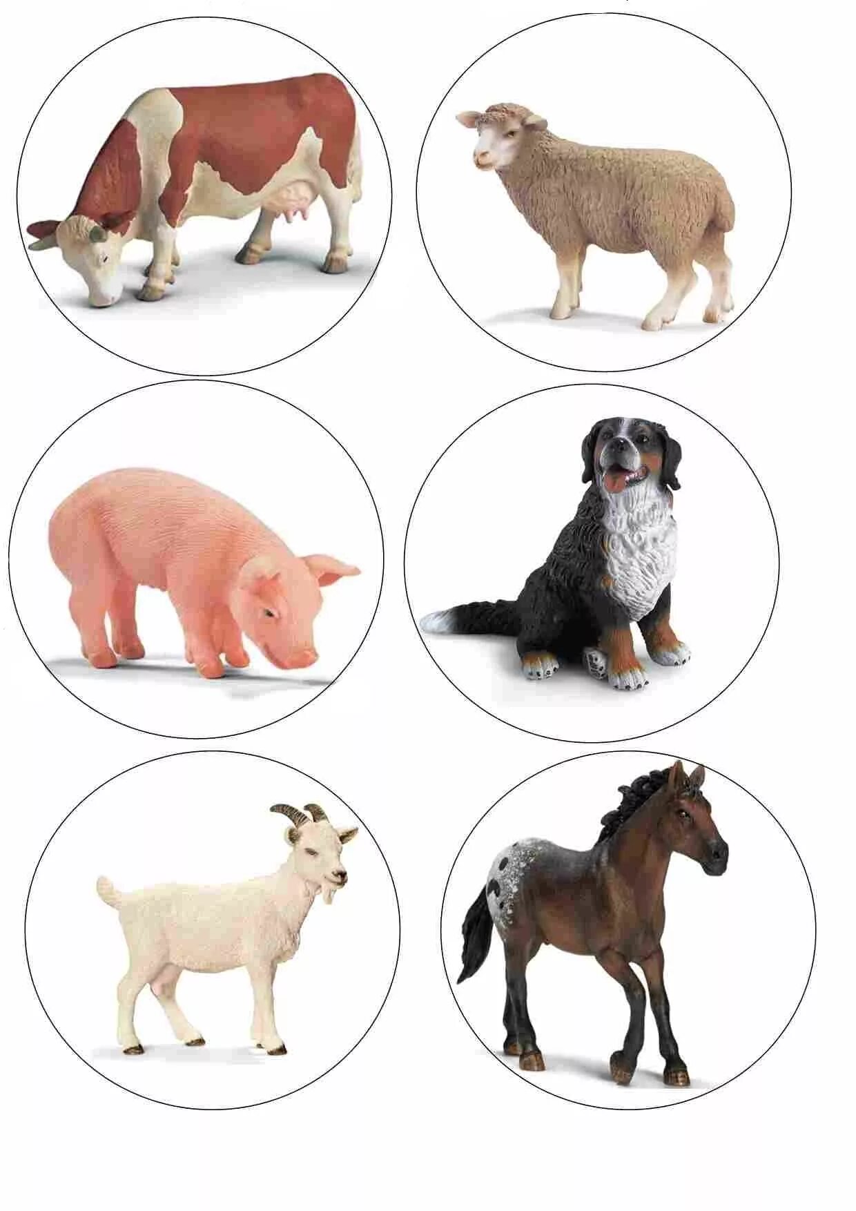 Learn domestic animals for preschool learn animals for kindergarten Learn with f