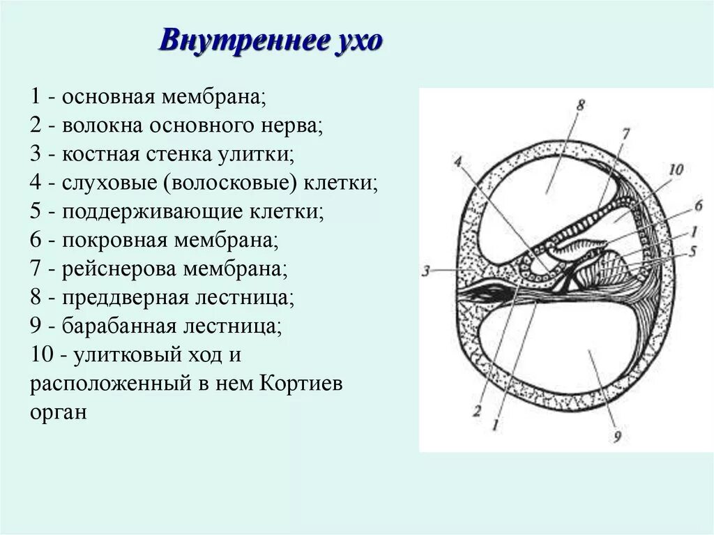 Мембрана улитки внутреннего уха